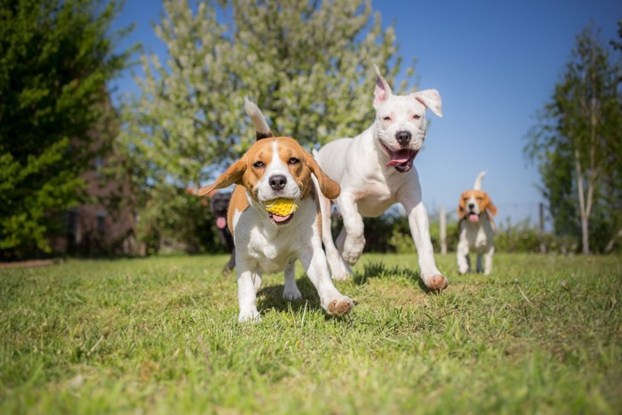 ドッグランで遊ぶ3頭の犬