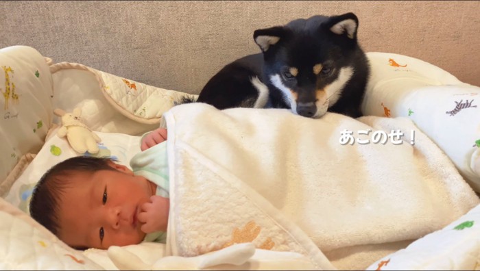 赤ちゃんの体に顎を乗せる犬