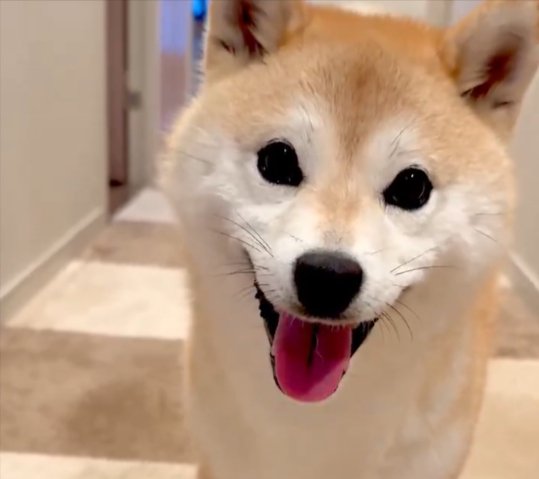 ニコニコ