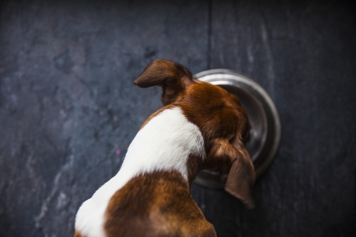 上から見た食事中の犬