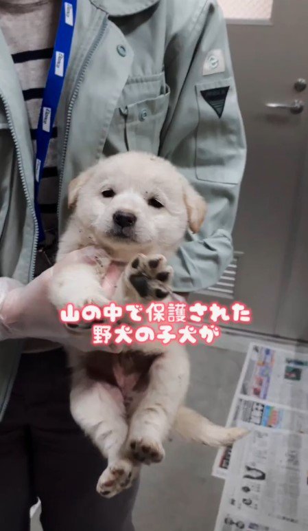 森の中で野犬を保護