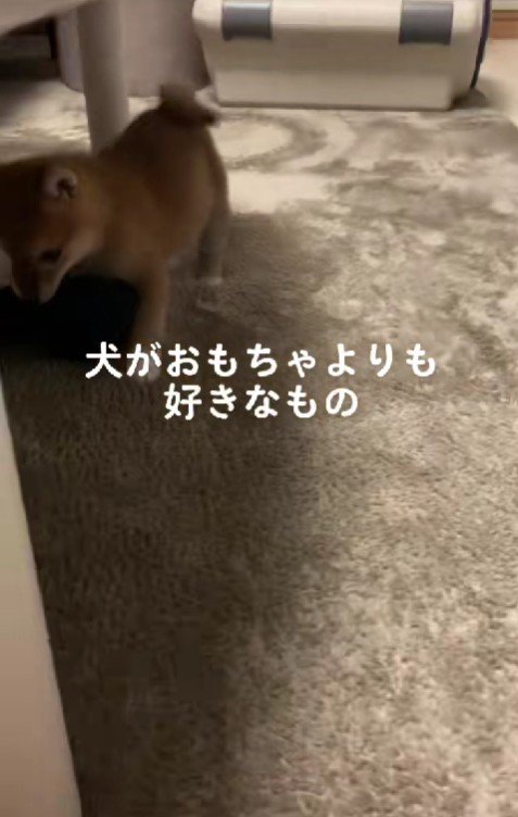 おもちゃは気に入らない
