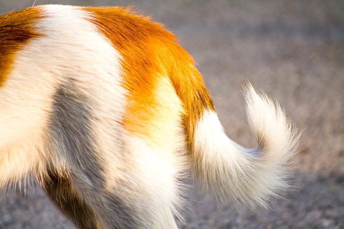 白茶の犬の尻尾