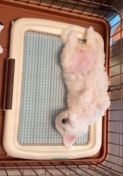 トイレトレーの上で眠る犬