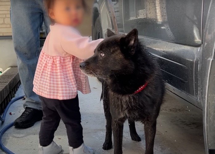 犬を触る女の子と横を向く犬