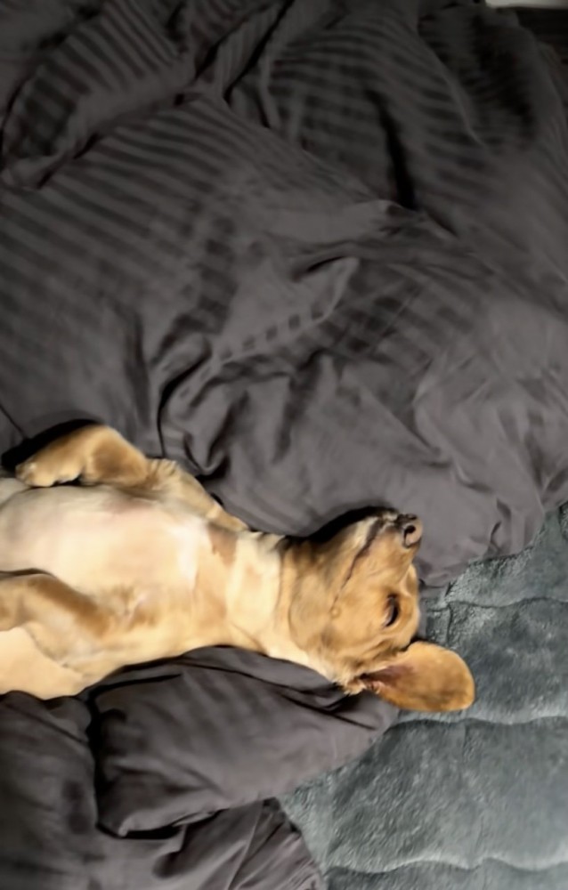 違いの分かる男、レオくん