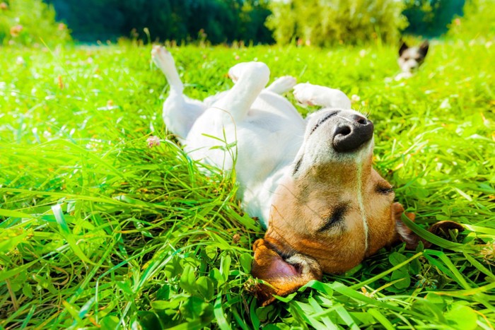 芝に寝転ぶ犬