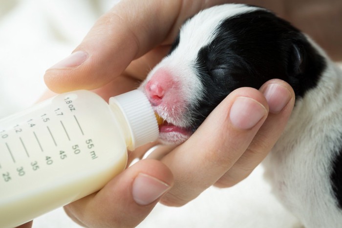 ミルクを飲む子犬