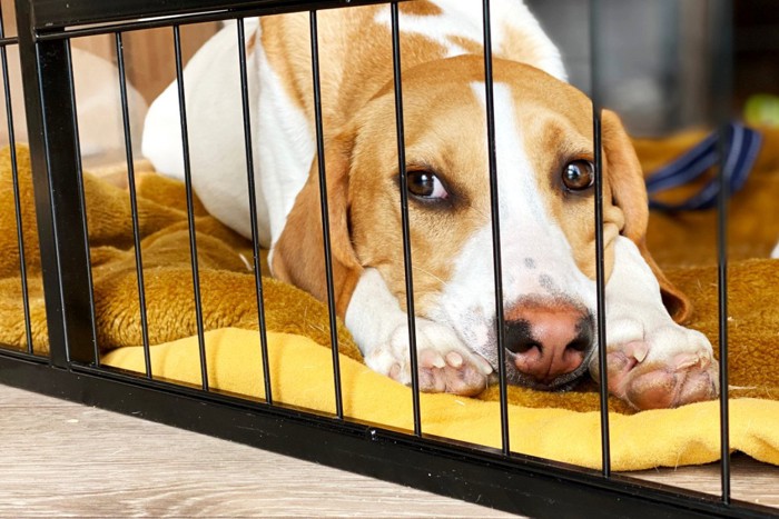 不満そうにケージの中にいる犬