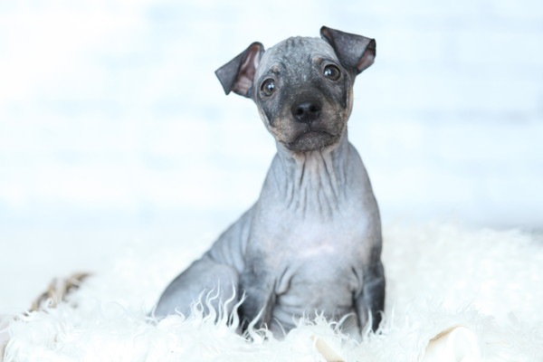 アメリカンヘアレステリア子犬