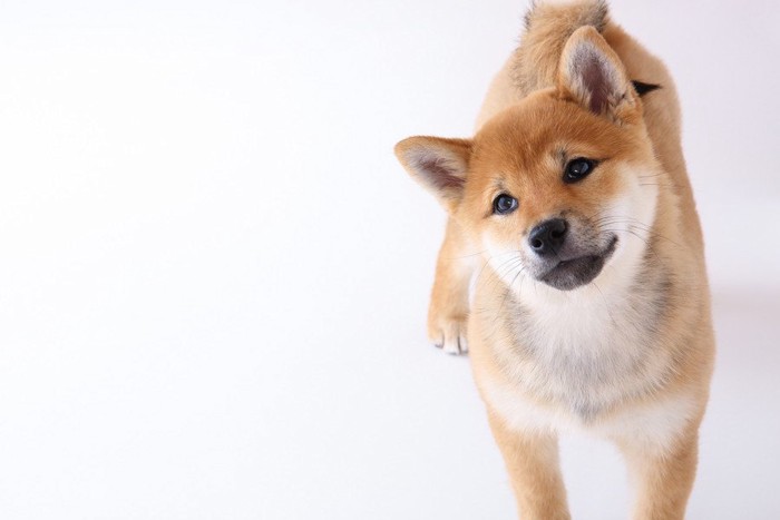 写真の右寄りに柴犬、白い背景