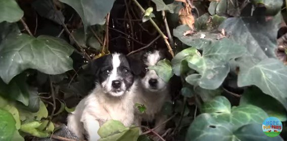 茂みからのぞく子犬