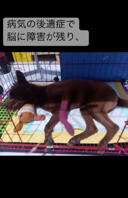 ロープに繋がれて倒れていた…