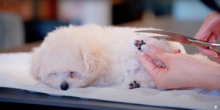 トリミング中に寝てしまうトイプードルの子犬