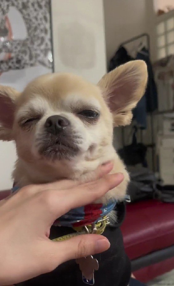 ママさんはすでに決めていた