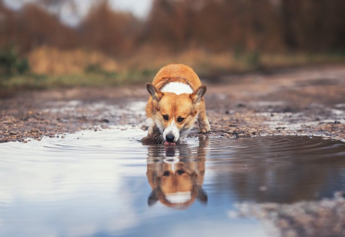 水たまりの水を飲む犬