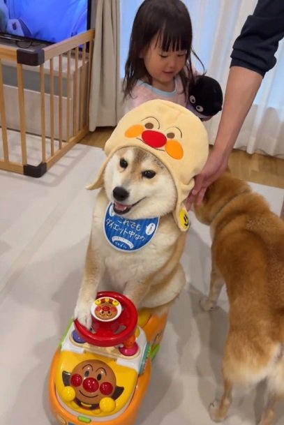 アンパンマンカーを押す姪っ子ちゃん