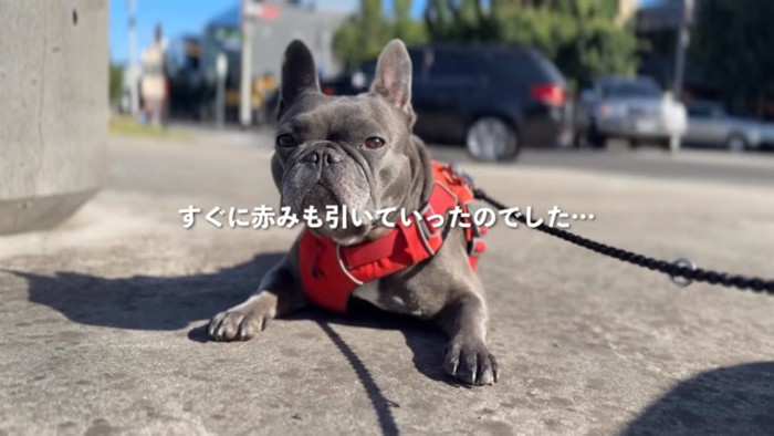地面にふせるフィッちゃん