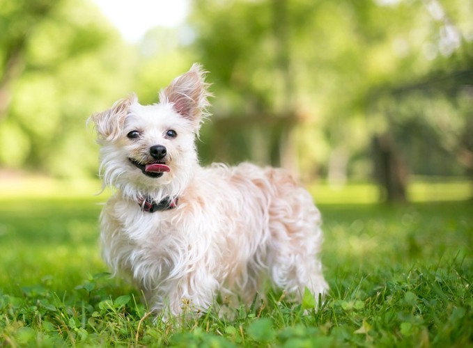 原っぱに立って笑顔を見せる犬