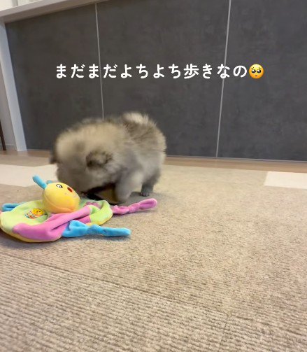 歩き方は赤ちゃん♡
