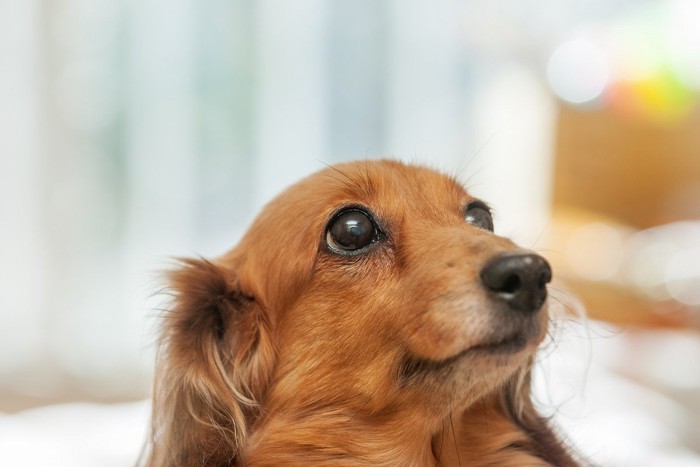 Mダックスの老犬