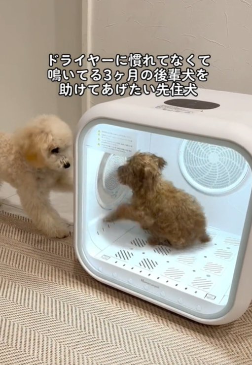 足で開けようとする犬1