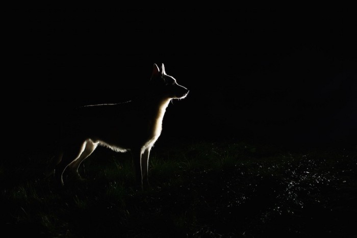 暗闇の中に立つ犬の影