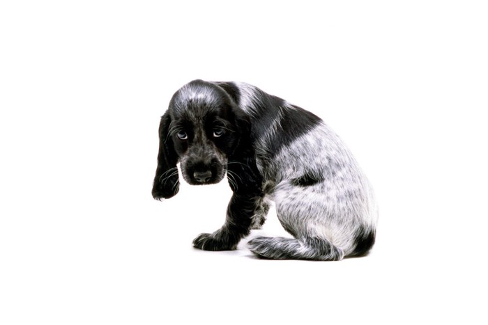 いじけた様子の犬