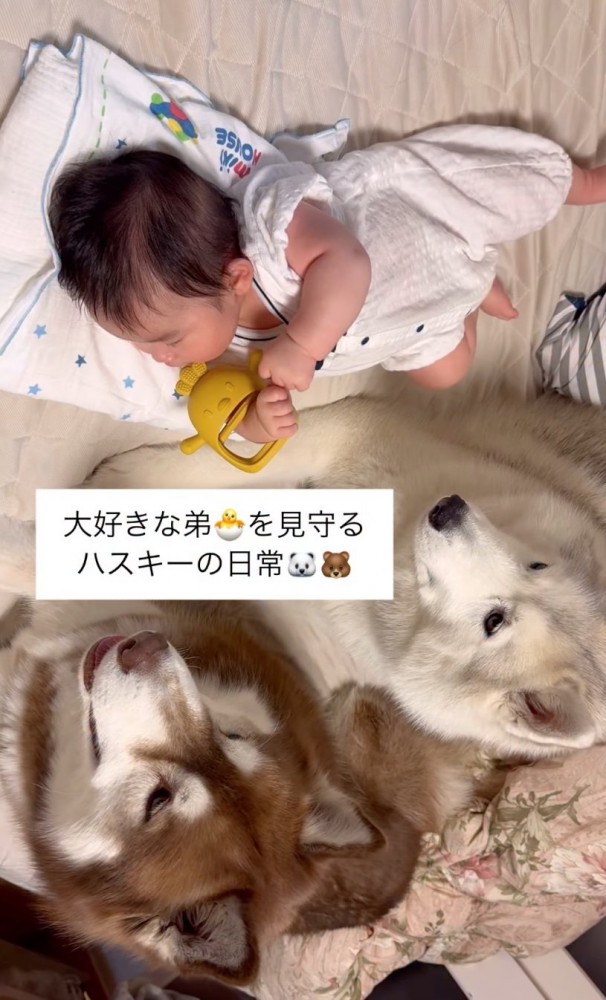 赤ちゃんを見守る大型犬