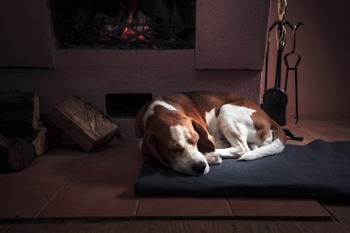 暗い部屋で寝る犬