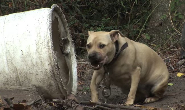 緊張している様子の犬