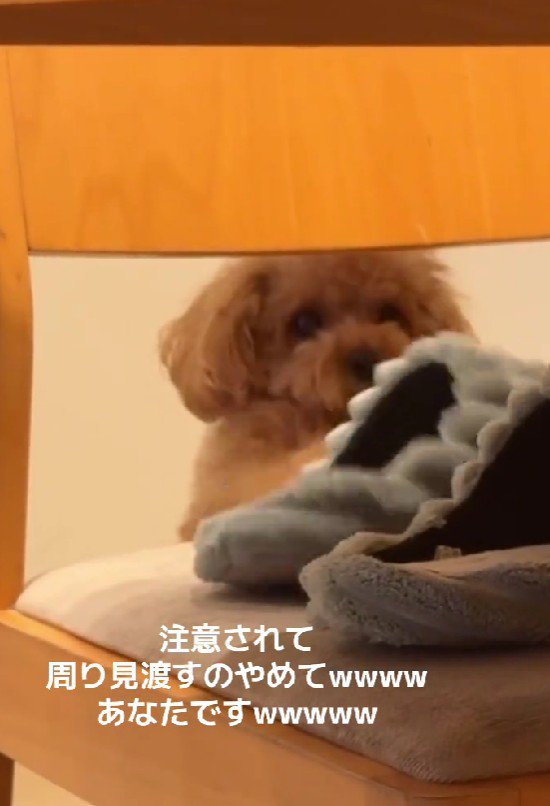 スリッパにイタズラ中