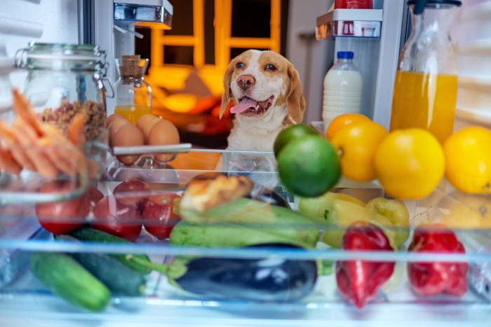 冷蔵庫のなかの野菜と犬