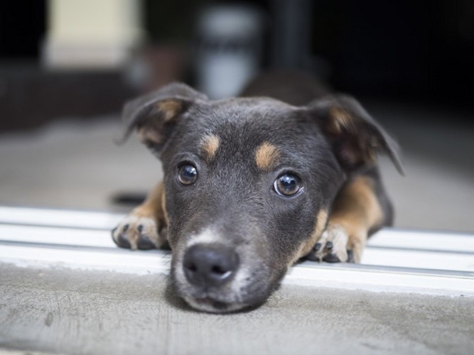 段差に頭を乗せている犬