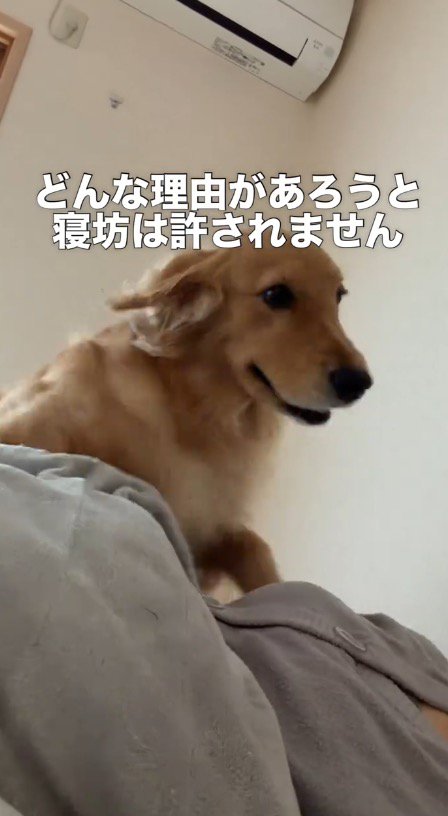 飼い主の上に乗るゴールデンレトリバー