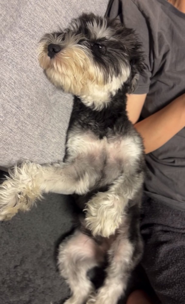 寝転がる犬2