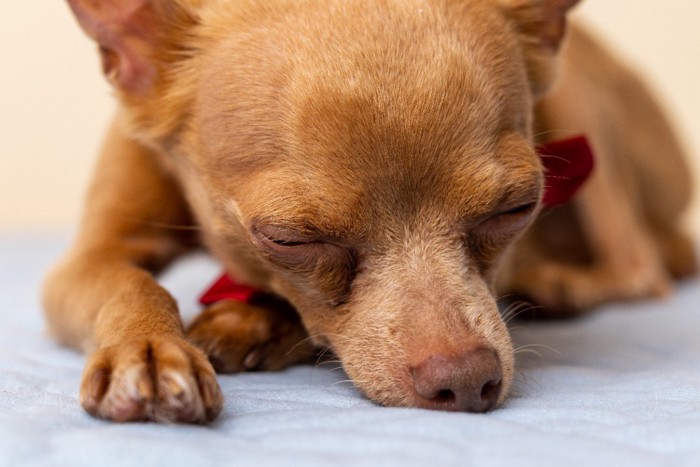 気持ちよさそうに眠る小型犬