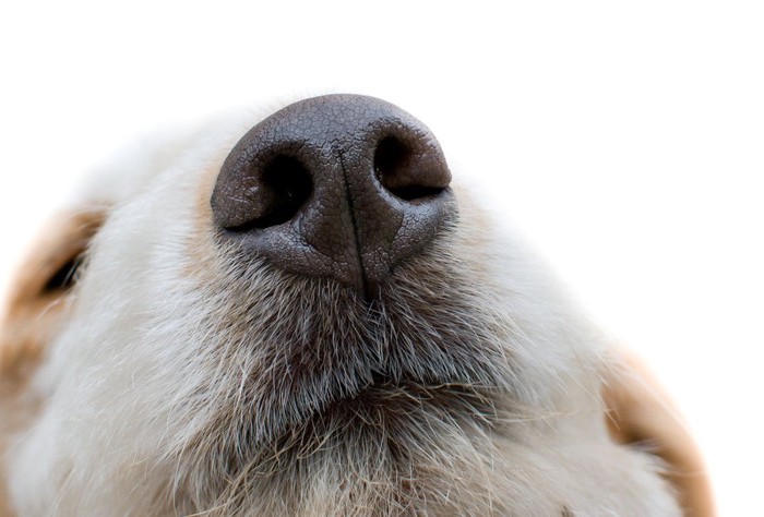 犬の鼻のアップ