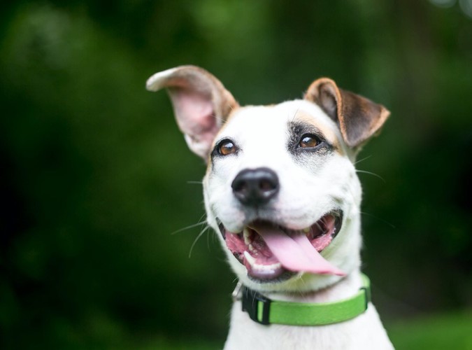 プラスチックの留め具の首輪をした犬