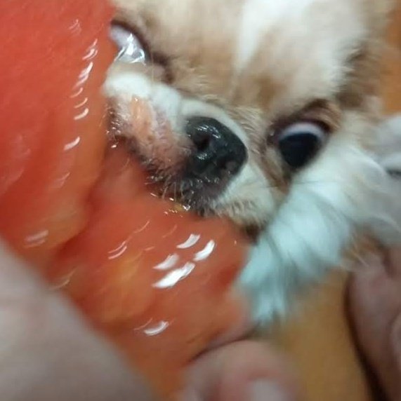 迫力満点