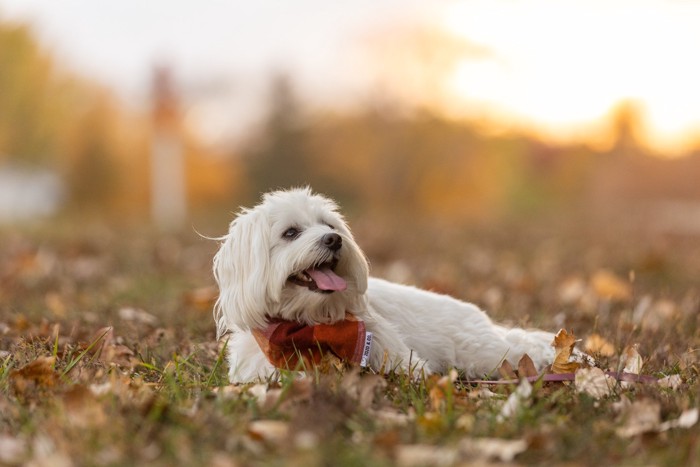 原っぱに伏せて遠くを見つめるコトン・ド・テュレアール