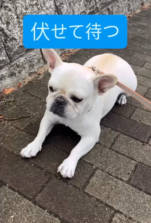 伏せる犬