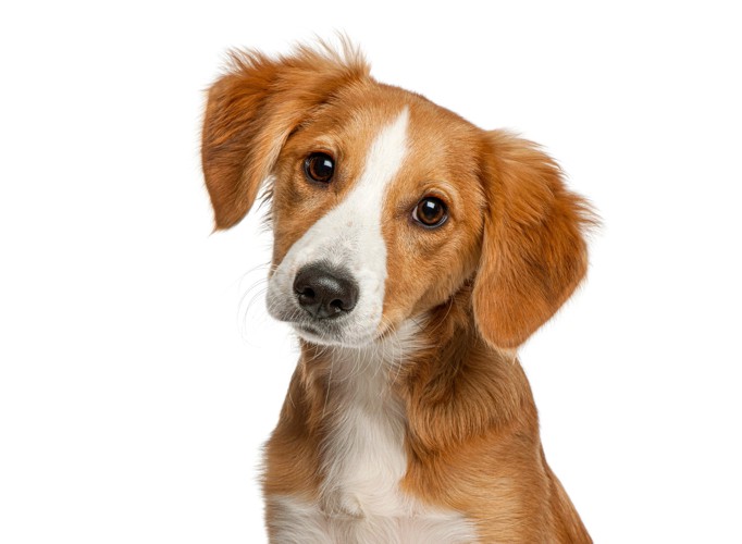 正面を見つめながら首を傾げる犬