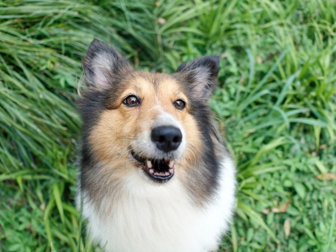 口が半開きな犬