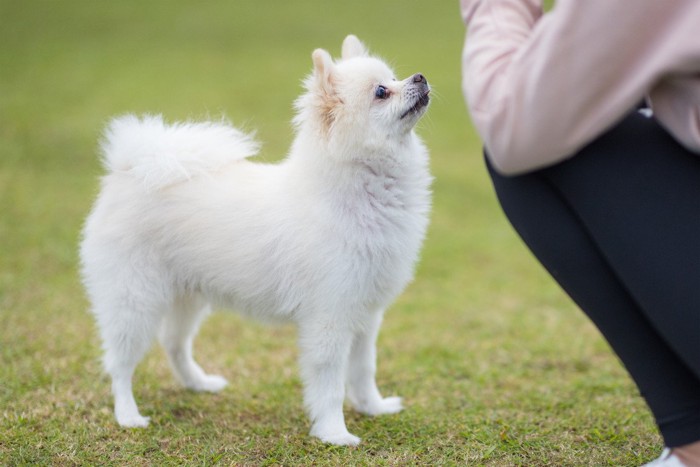 しゃがむ人、見つめて待つ白いポメラニアン