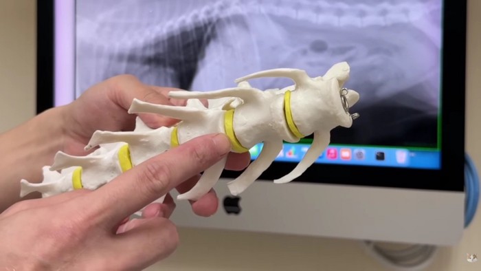 腰を悪くしたポテチちゃん