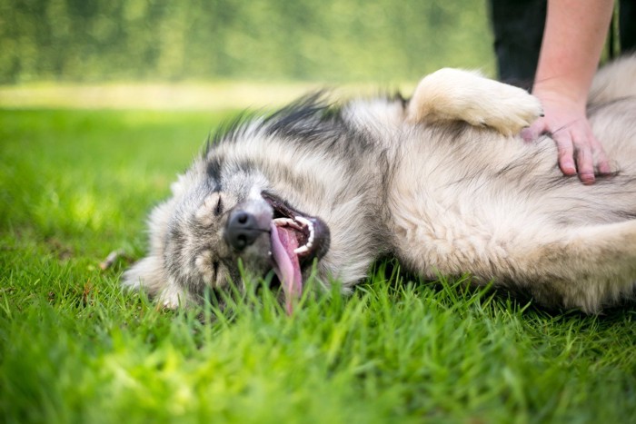 お腹を撫でられる犬