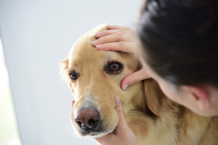 目をチェックされる犬