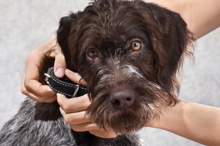 飼い主に首輪をつけてもらっている大型犬