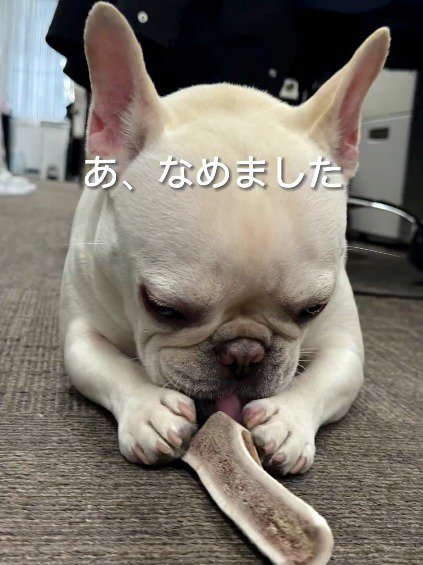 骨を咥える犬